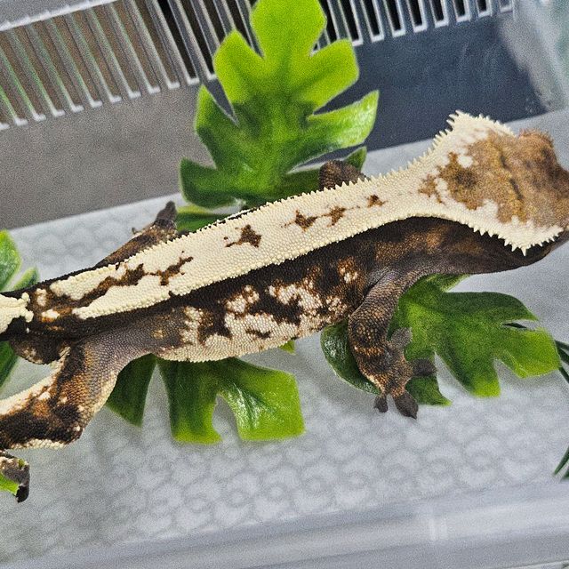 세이블