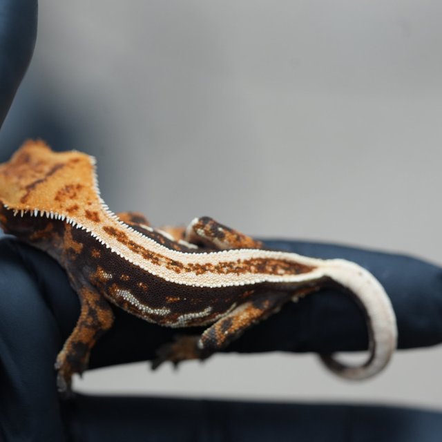 트라이 쿼드 풀핀 텐저린