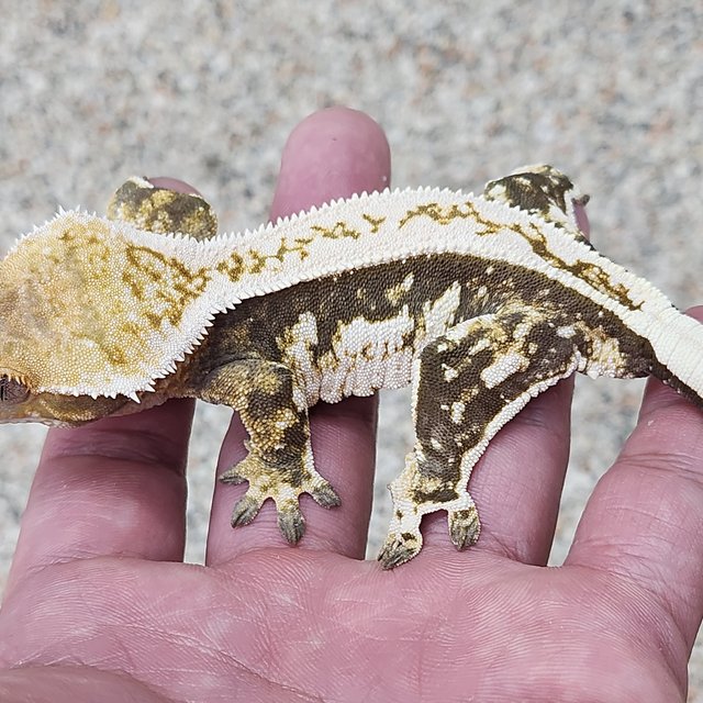 노멀 트라이 풀핀 쿼드 에밀리