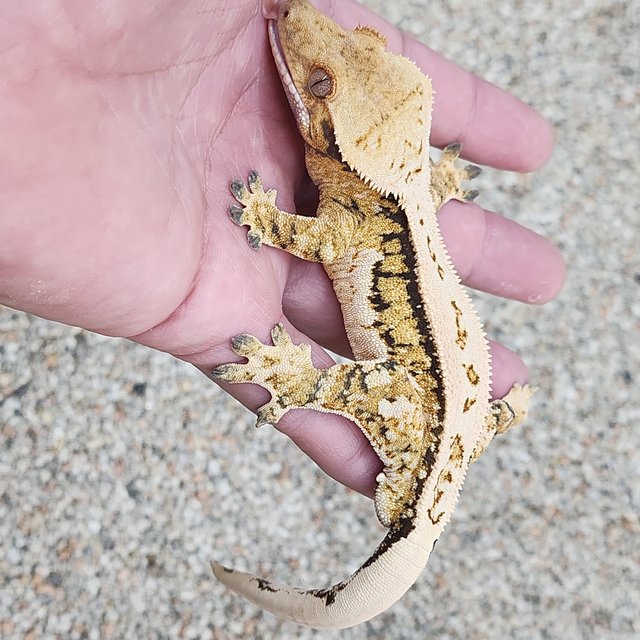 노멀 풀핀 쿼드 핀스트라이프