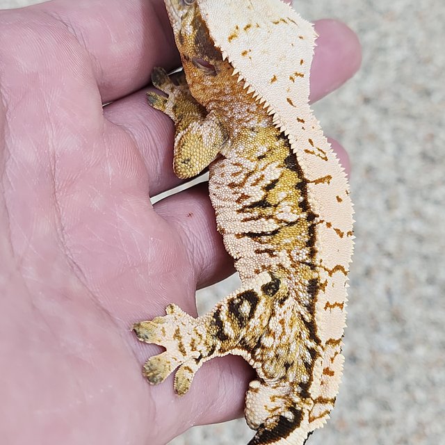 노멀 트라이 익스트림할리퀸 화이트스팟