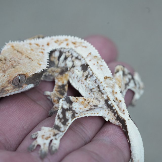 노멀 트라이 드리피 화이트스팟