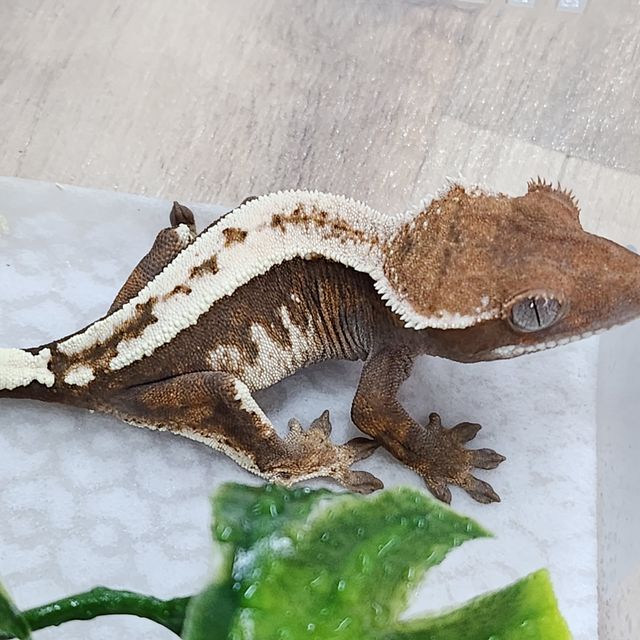 세이블