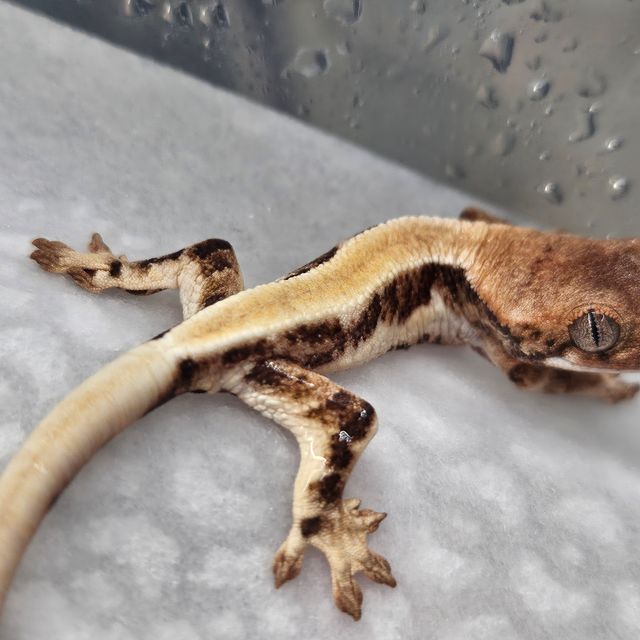 릴리화이트 솔리드백