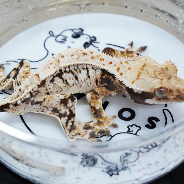 노멀 트라이 드리피 화이트스팟