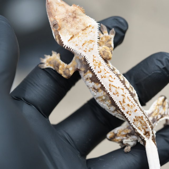 드리피 트라이 쿼드