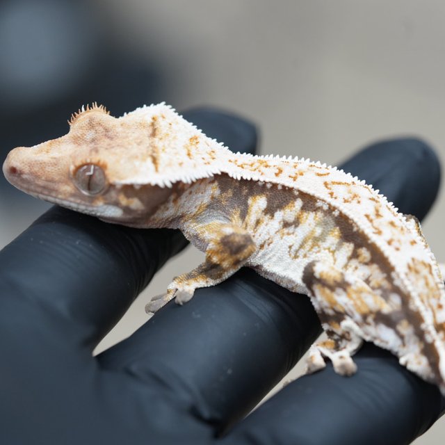 드리피 트라이 쿼드