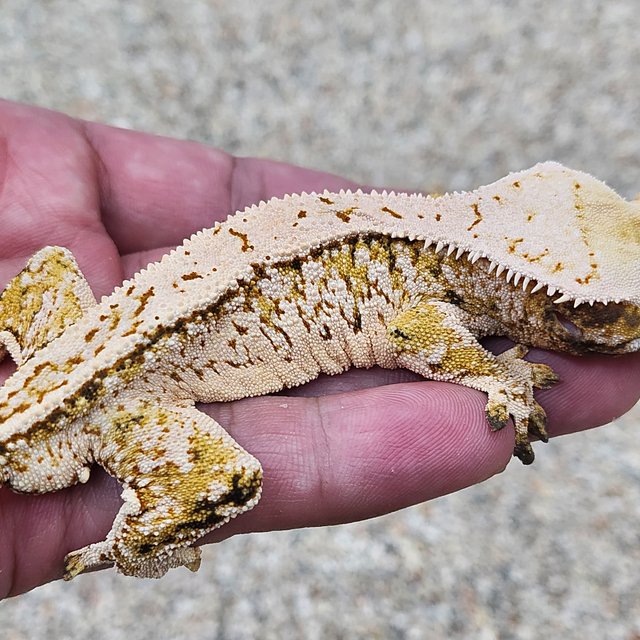 노멀 트라이 익스트림할리퀸 풀핀 화이트스팟