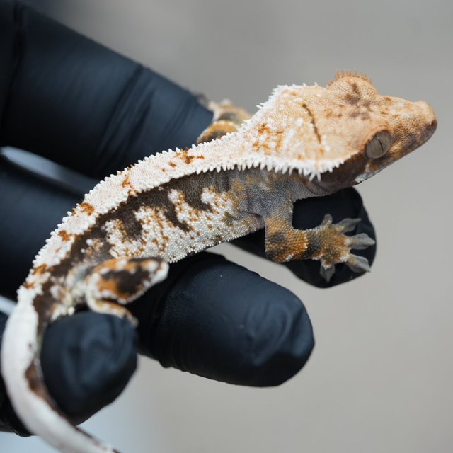 트라이 익스트림할리퀸