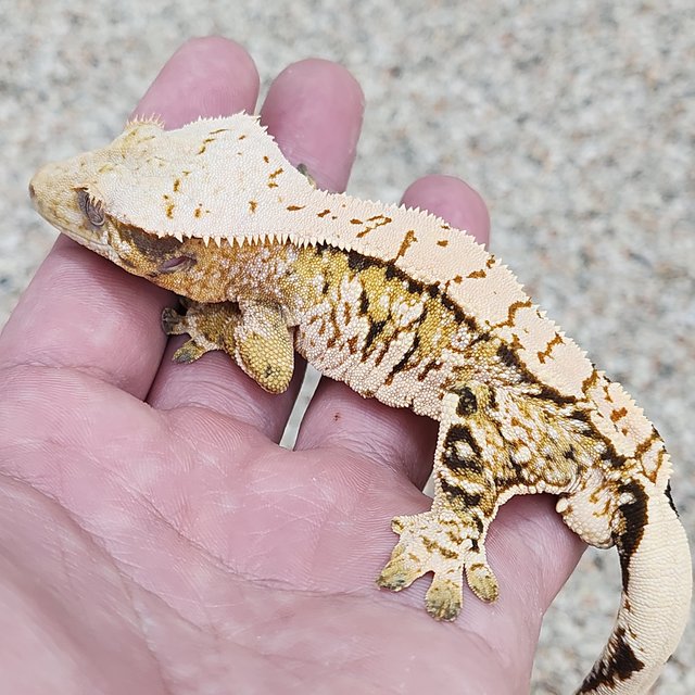 노멀 트라이 익스트림할리퀸 화이트스팟