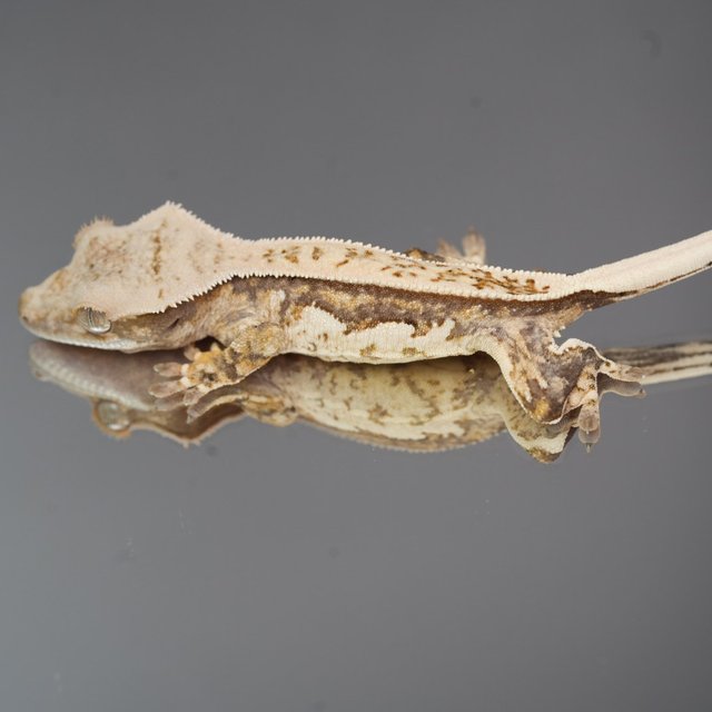 노멀 트라이 풀핀 쿼드