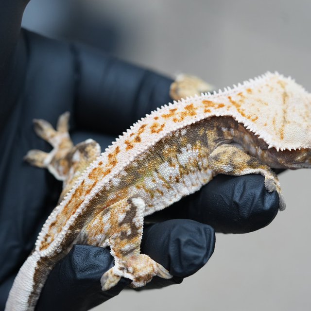 트라이 쿼드 풀핀 텐저린 드리피