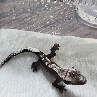 아잔틱