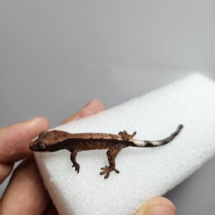 세이블