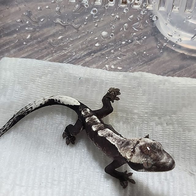 아잔틱