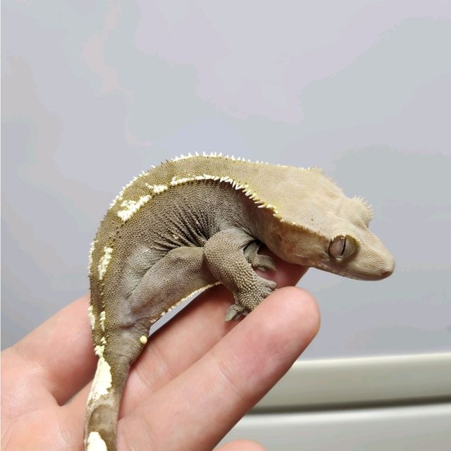 아잔틱