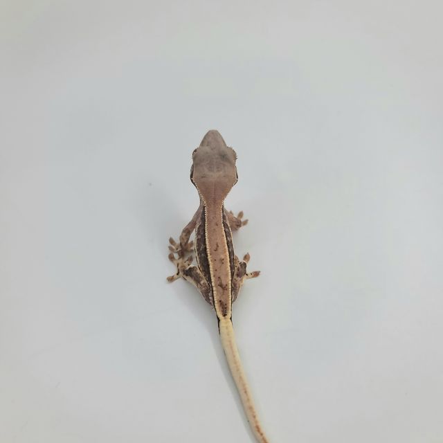 프라푸치노
