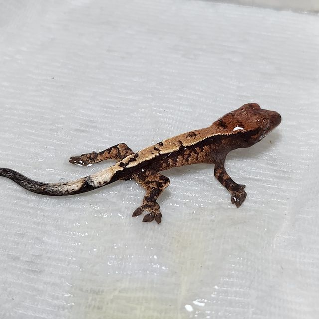 세이블
