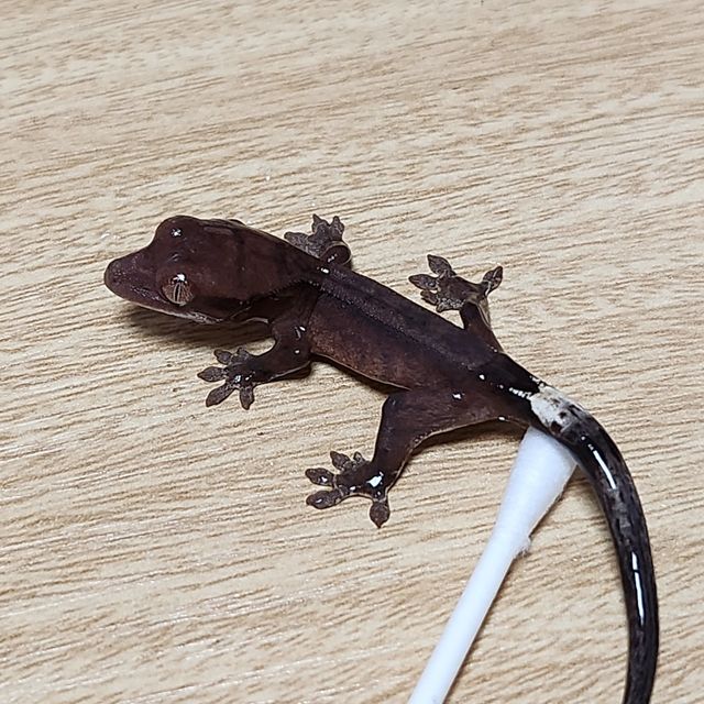 카푸치노