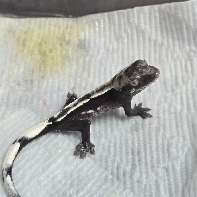 아잔틱