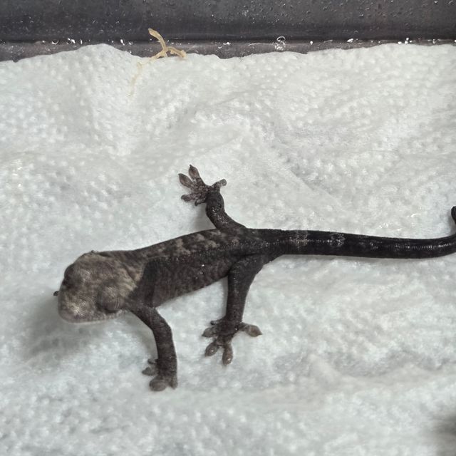 루왁