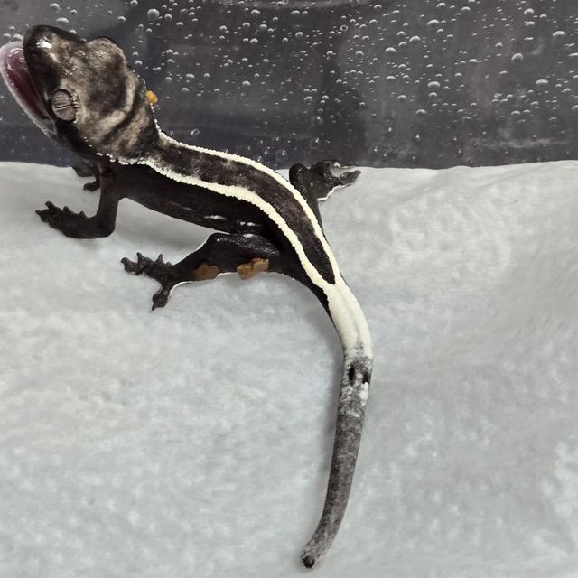 아잔틱