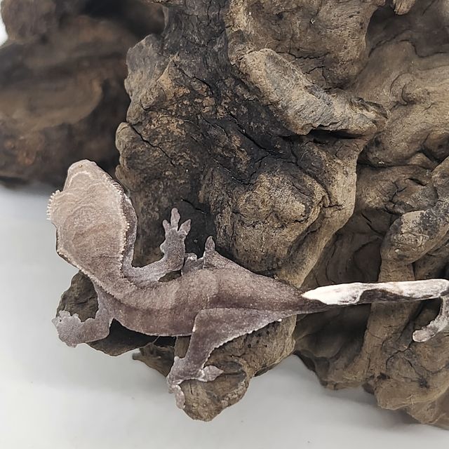 아잔틱