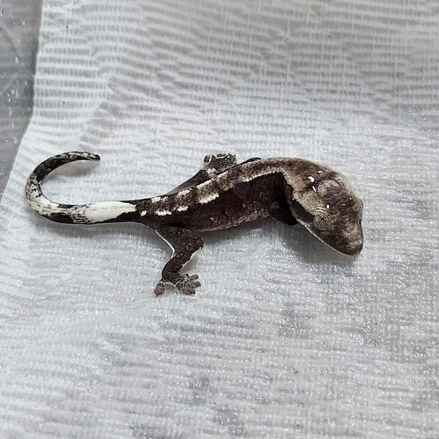 아잔틱