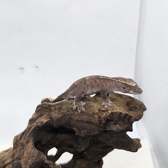 아잔틱