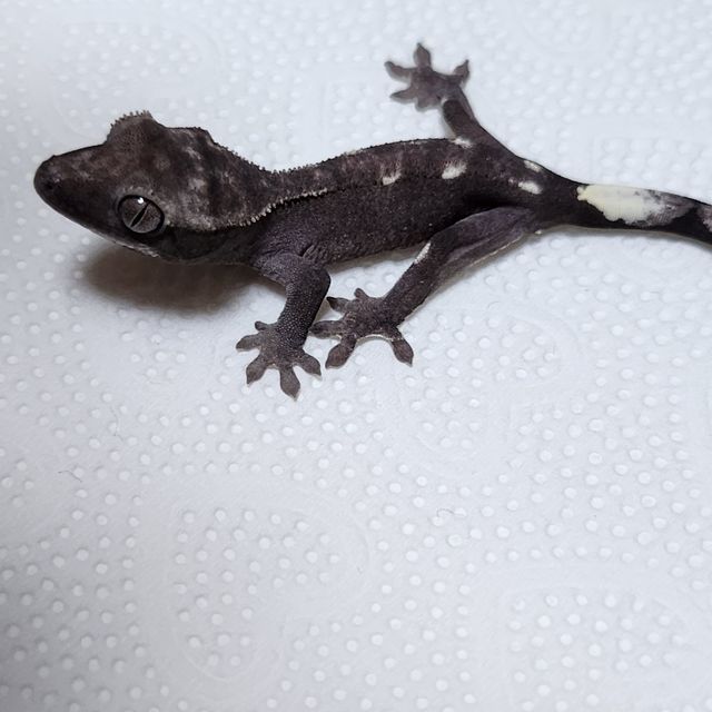 아잔틱