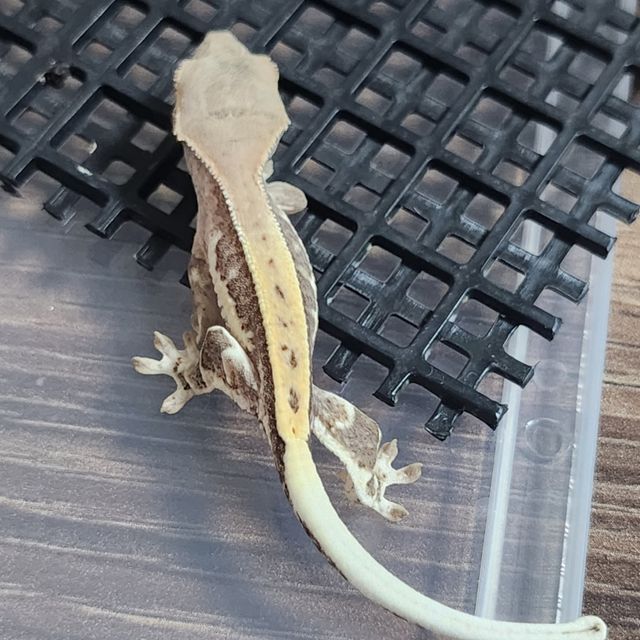 프라푸치노