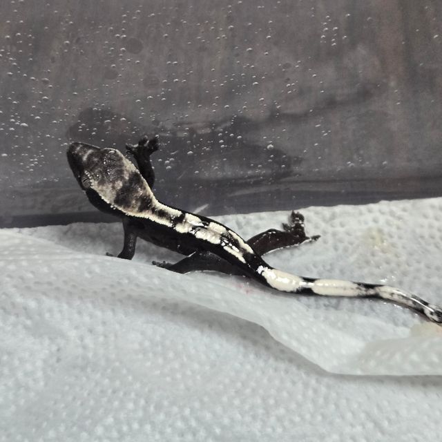 아잔틱