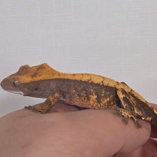 100%헷아잔틱