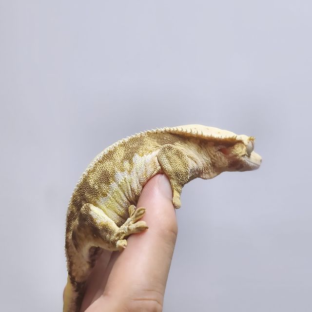 릴리화이트