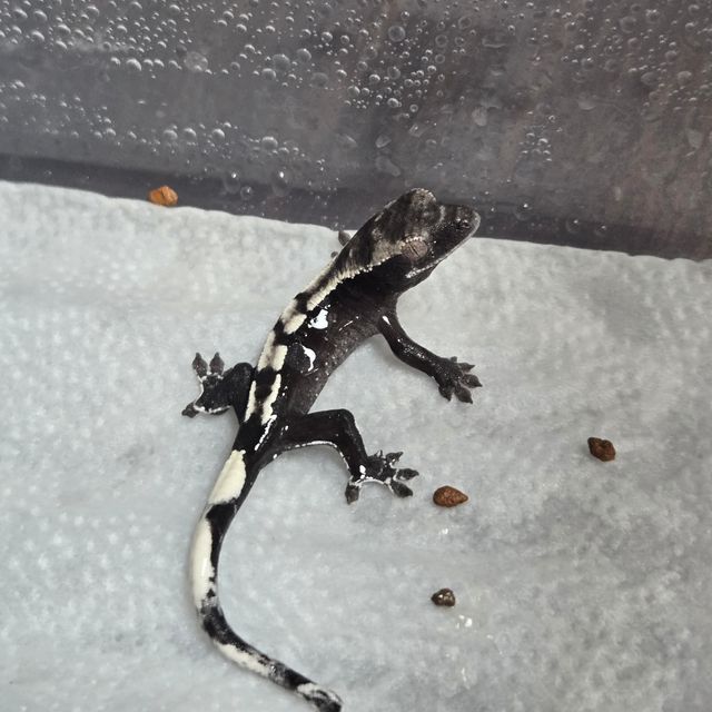 아잔틱