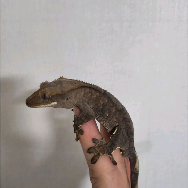다크