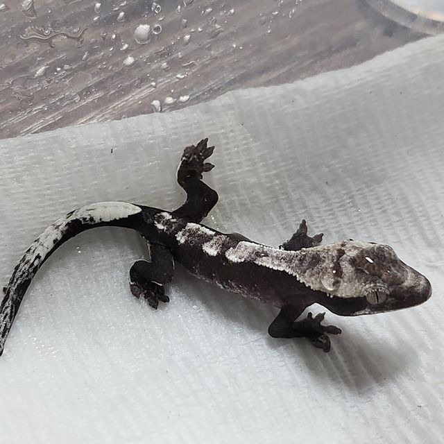 아잔틱