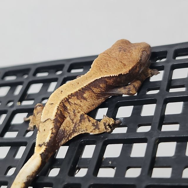 세이블