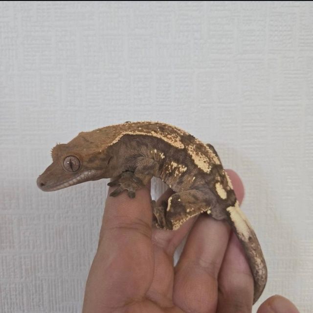 100%헷아잔틱 세이블