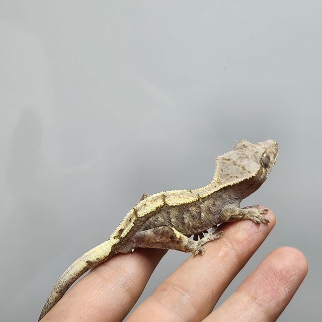 세이블