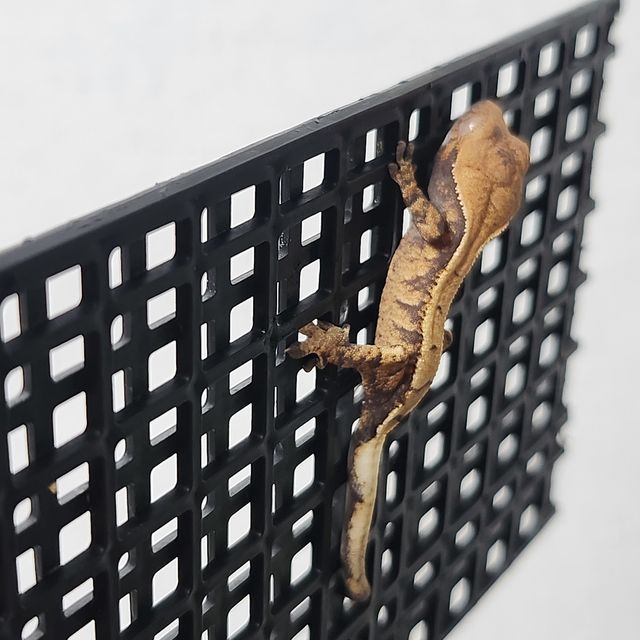 세이블