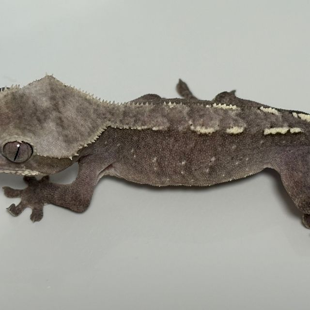 아잔틱
