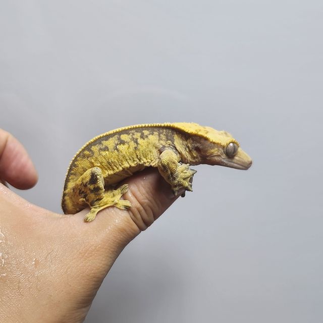 노멀 드리피