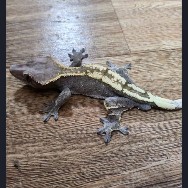 세이블