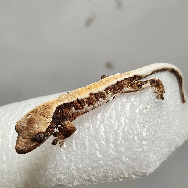 세이블