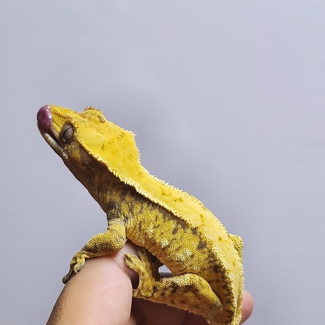 노멀 드리피