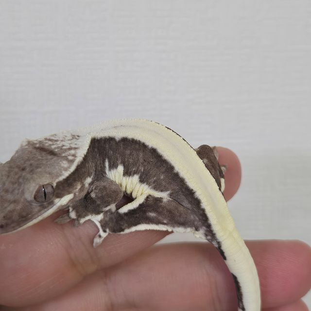 릴잔틱