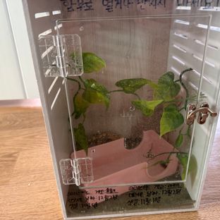 루왁 릴리 릴리화이트