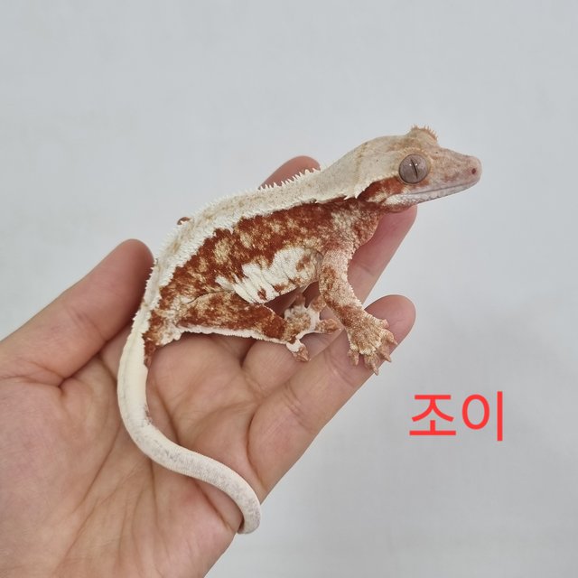 릴리화이트 레드