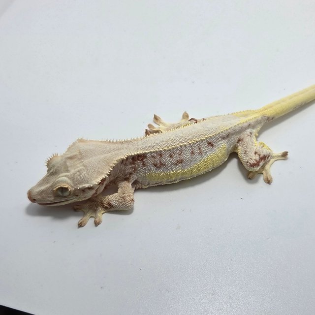 릴리화이트 레드 솔리드백